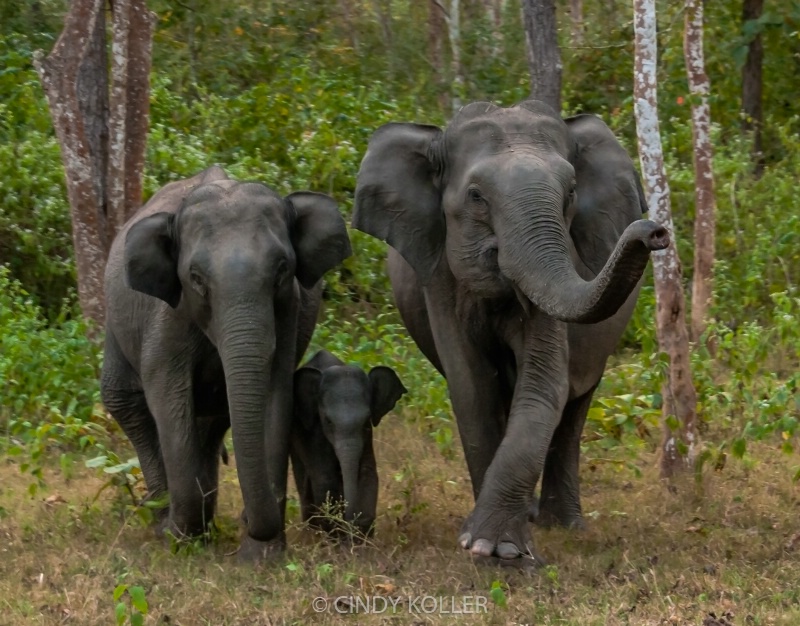 Wild Asian Elephants in India