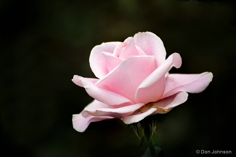 Pink Rose-Miniature 2-5-16 203