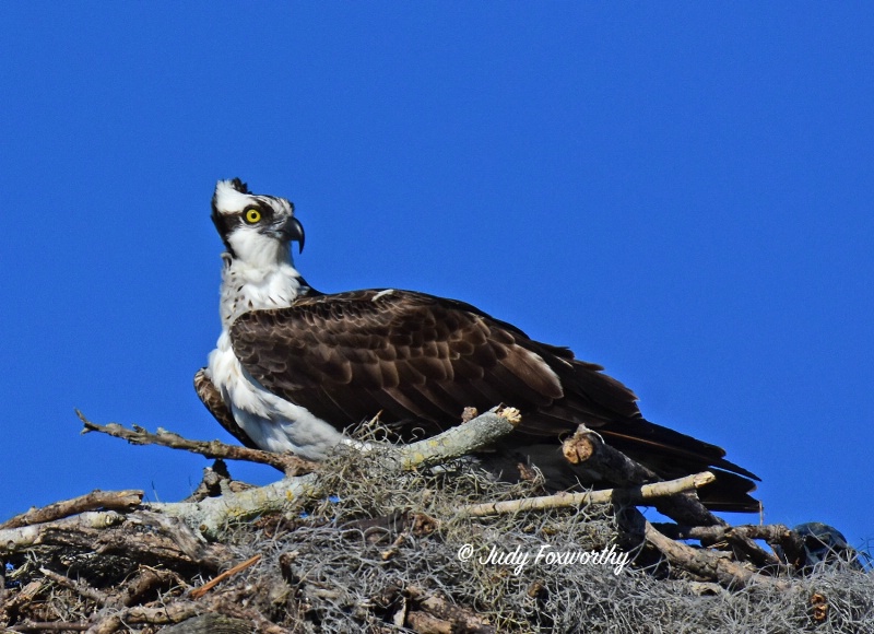 Windy Day At The Osprey Nest