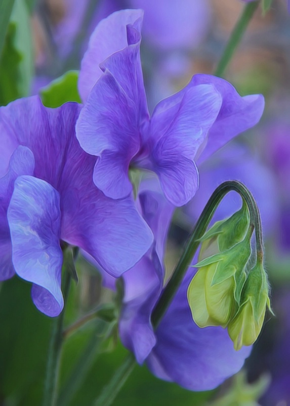 Sweetpeas ( Forum)