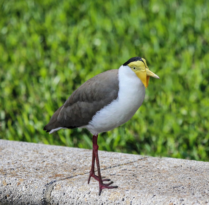 Masked Lapwing