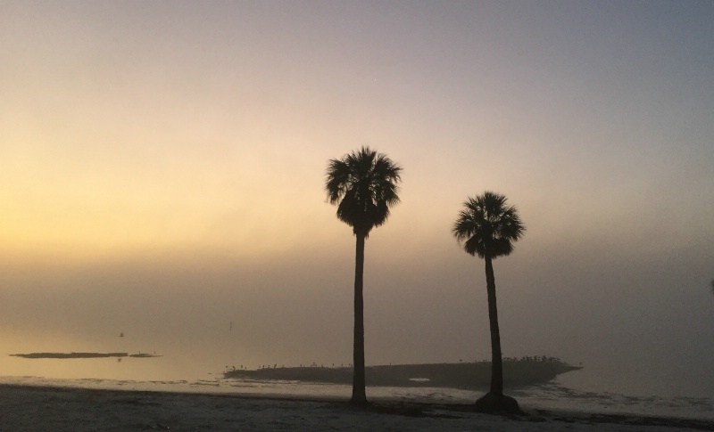 Palms in the Fog