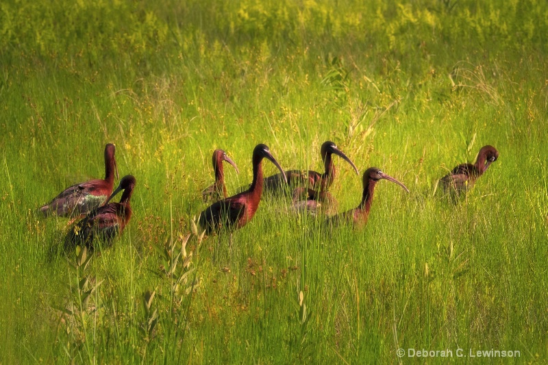 Ibis in Grass