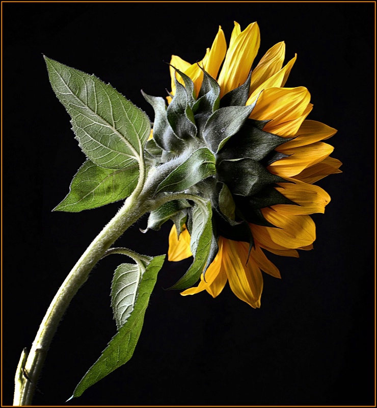 A Pretty Sunflower