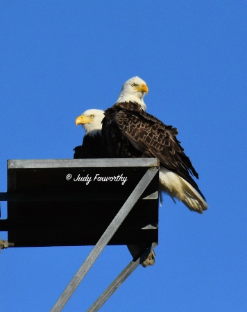 Bald Eagle Pair