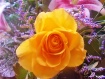 Yellow rose