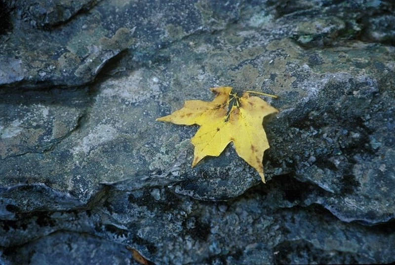 Yellow Leaf