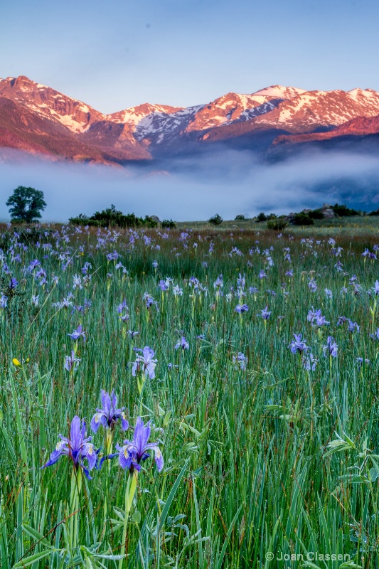 Colorado Wildflowers