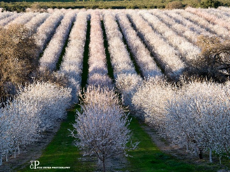 Almond Bloom