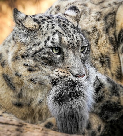 Snow Leopard