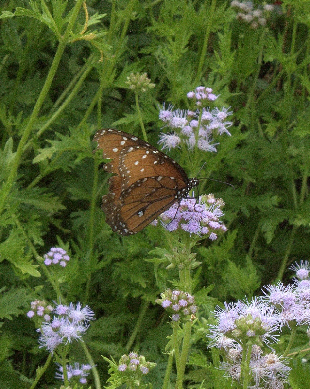 Brenham Butterfly