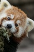 Red Panda