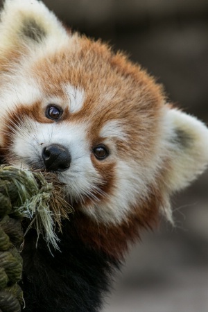 Red Panda