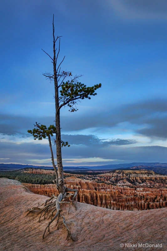 Bryce Canyon Lookout