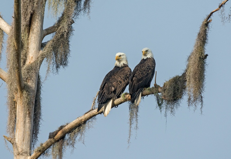 Eagle pair - ID: 15089226 © Michael Cenci