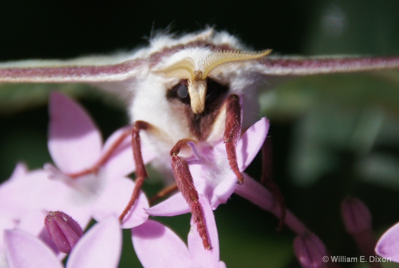 Close-up of a Luna Moth
