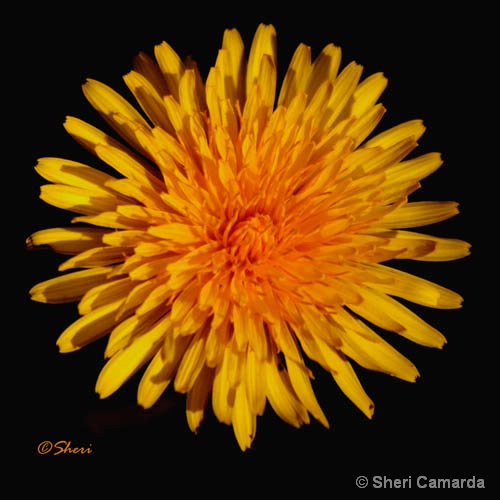 Dandy of a Flower - ID: 15089345 © Sheri Camarda