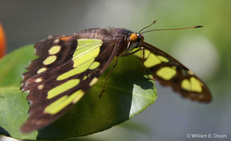 Malachite Butterfly Close-Up