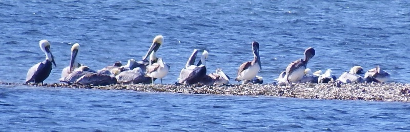 Brown Pelicans on Sand Bar