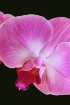 Pink Orchid