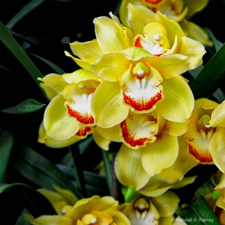 Orchids of Yellow