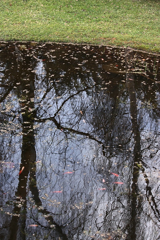 Early winter pond