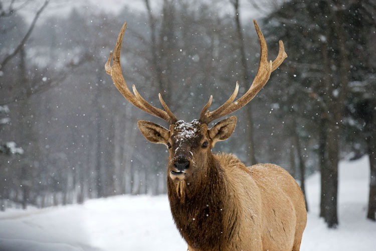 Male Elk