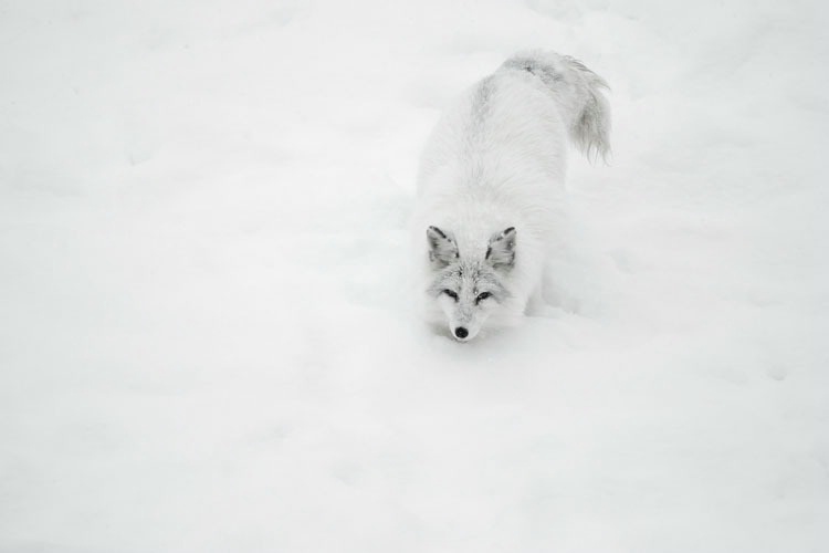 Arctic Fox In a Snow Bank 1