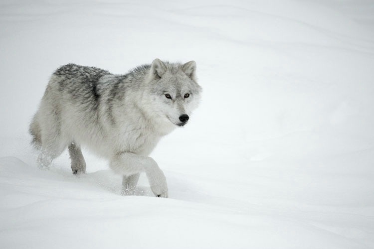 Grey Wolf Walking