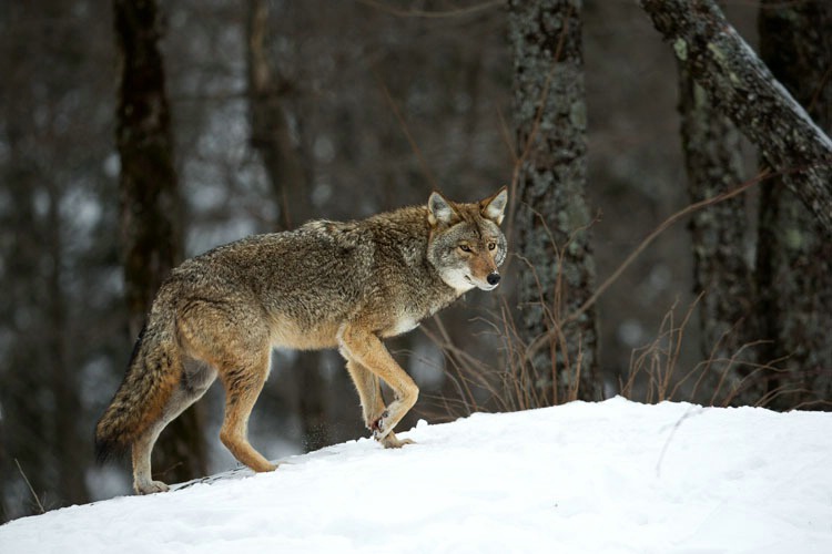 Coyote Walking on a Ridge