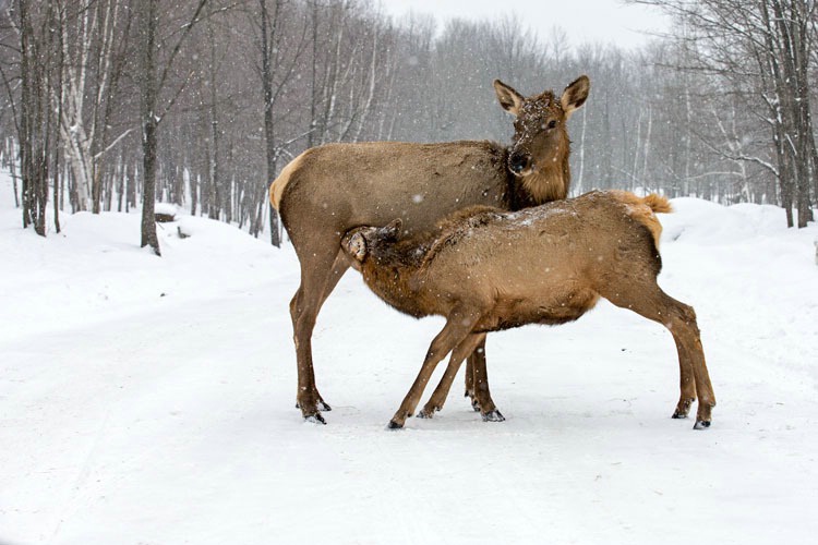 Elk Mom Feeding Baby
