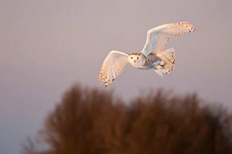 Snowy Owl Flying in 2