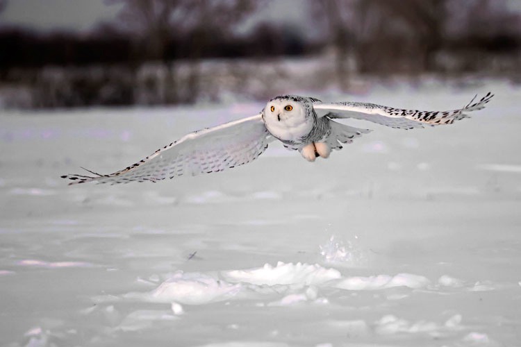 Snowy Owl Pick up 2