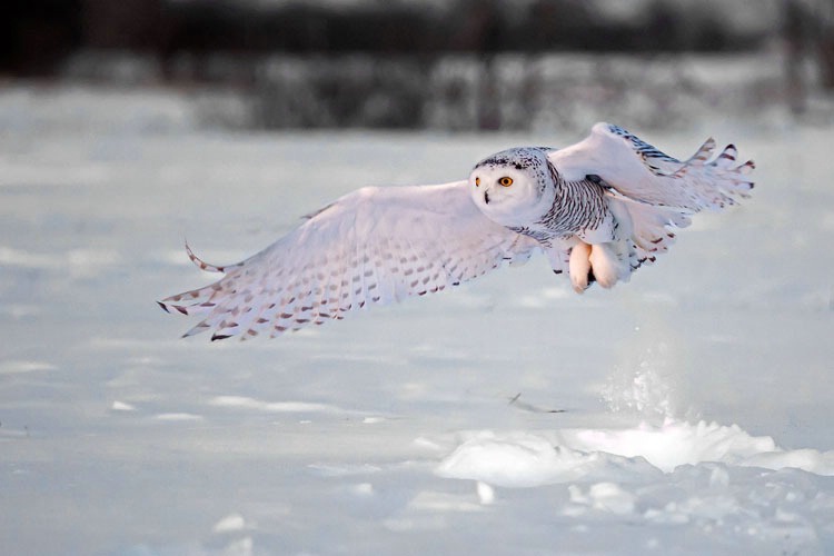 Snowy Owl Pick up 4