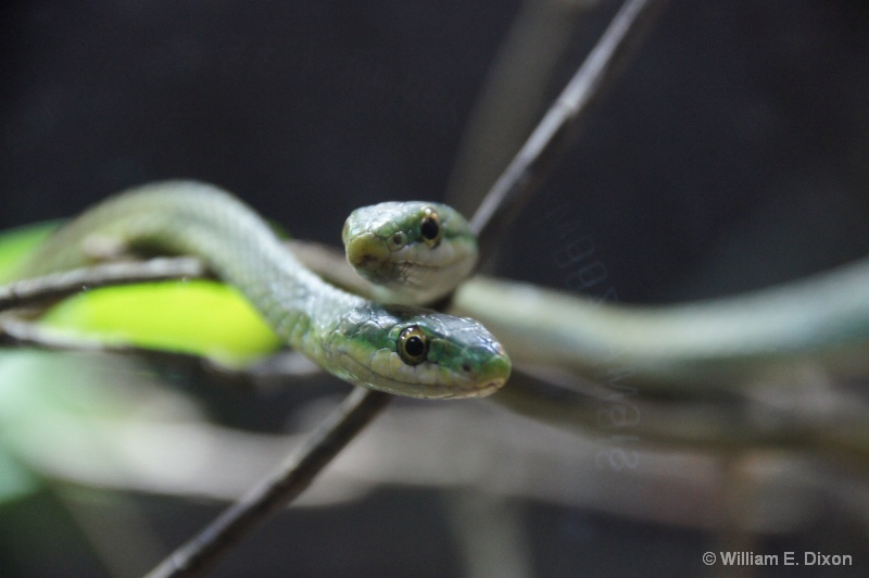 Rough Green Snakes or Grass Snakes