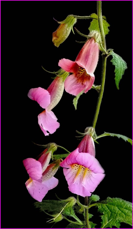 Chinese Foxgloves