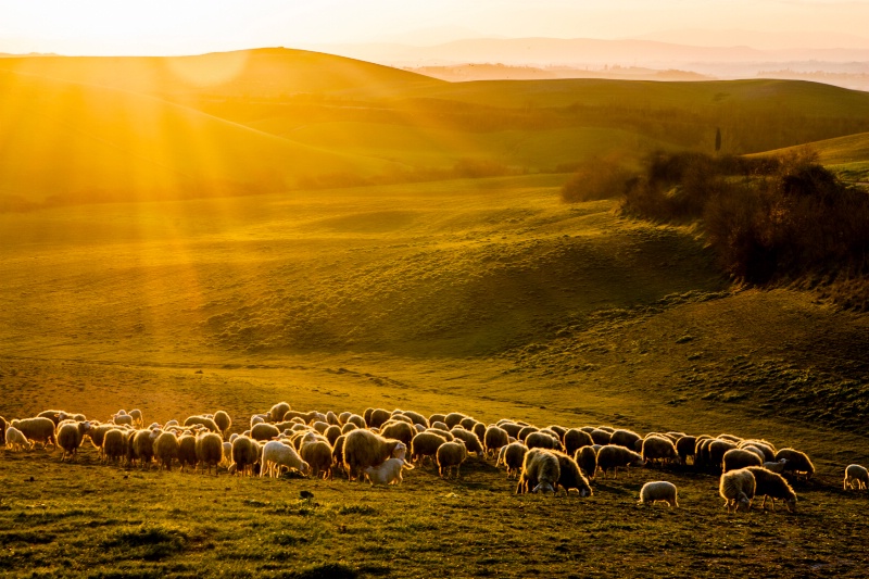 Transhumance in Tuscan