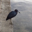 Black Heron or Sm...