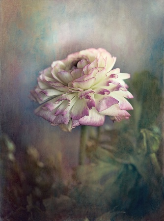 Pink Ranunculus