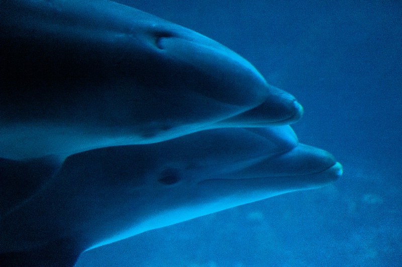 Dolphins