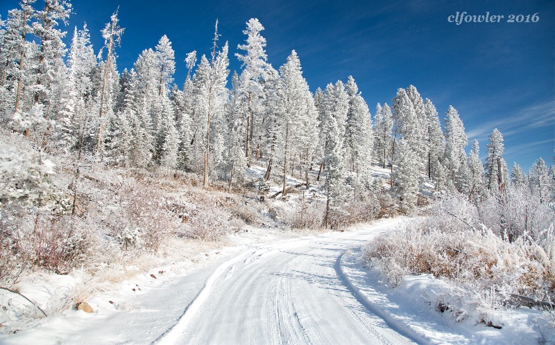 Frosted Morning