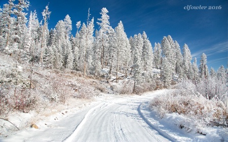 Frosted Morning