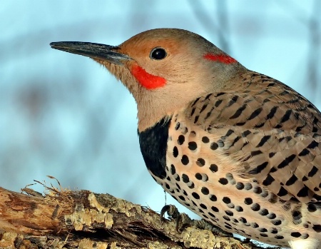 Close-up of the Northern Flicker