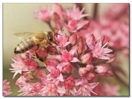 honeybee