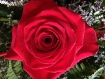 A pretty red rose