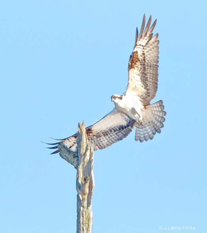 osprey-landing on tree stump