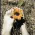 © Carine C. Lutz PhotoID# 15092221: "Happy" from Mark's sunflowers series