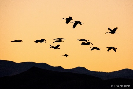 Cranes at Bosque