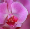 Orchid Beauty