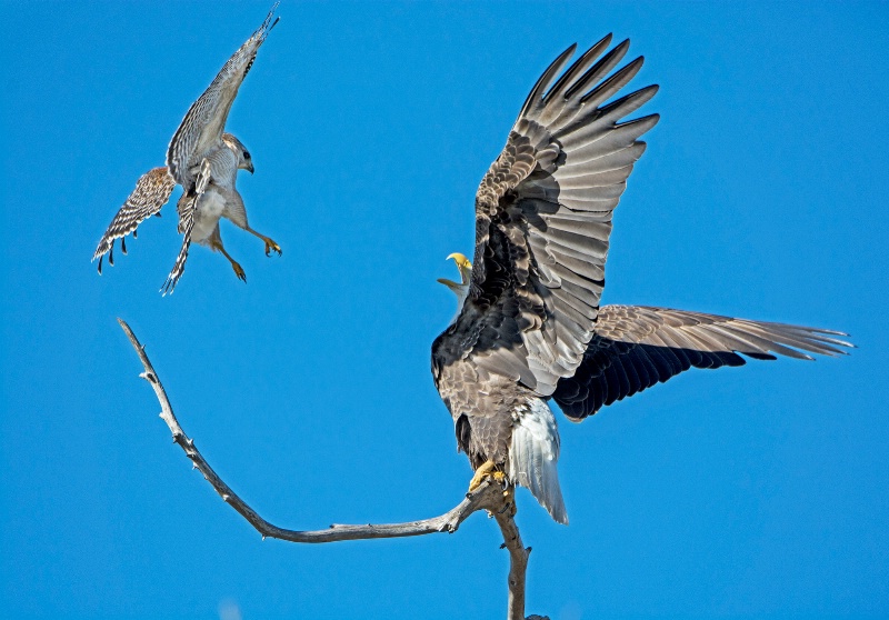 Hawk versus Eagle - ID: 15092444 © Michael Cenci